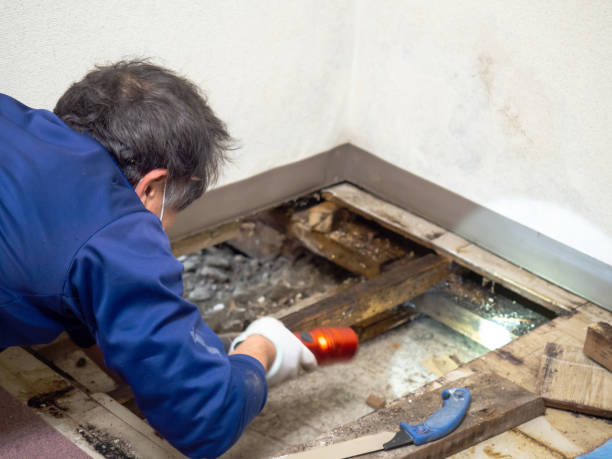 Professional Mold Remediation in Blackville, SC