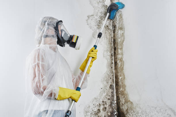 Best Mold Remediation for Specific Building Types in Blackville, SC