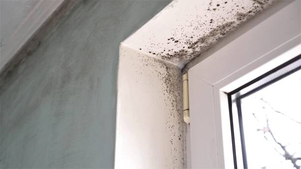 Best Post-Flood Mold Remediation in Blackville, SC