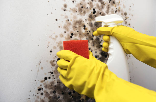 Best Mold Remediation for Specific Building Types in Blackville, SC