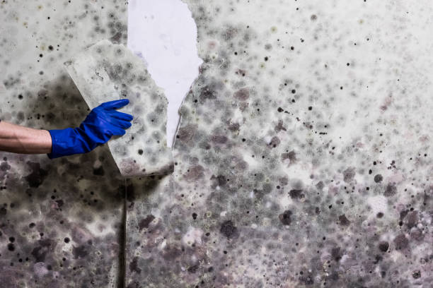 Best HVAC Mold Remediation in Blackville, SC