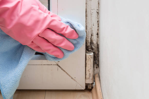 Best Industrial Mold Remediation in Blackville, SC