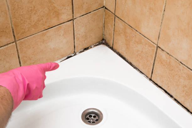 Best Residential Mold Remediation in Blackville, SC